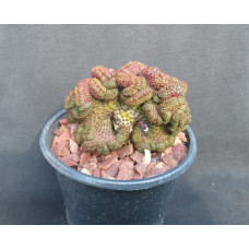 Sulcorebutia raushii f cristata
