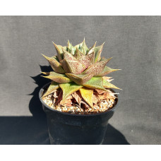 Echeveria purpusorum