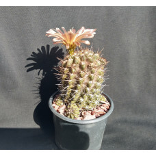 Horridocactus sp CH6