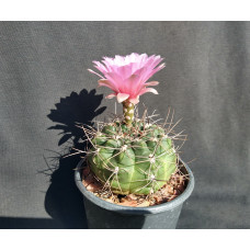 Gymnocalycium fisheri