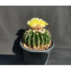 wigginsia corynodes 'herse chipley'