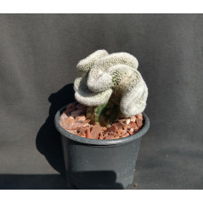 Lobivia albilanata f cristata