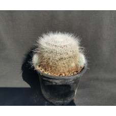 Mammillaria hahniana
