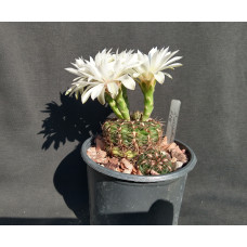Gymnocalycium mesopotamicum P241