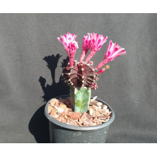 Gymnocalycium friedrichii f chocolate