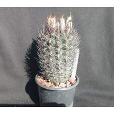 Pyrrhocactus umadeave v. marayesensis
