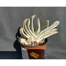 Gasteria Sakura Fuji