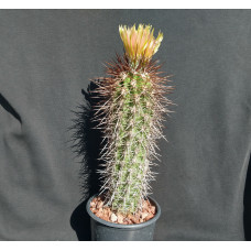 Pyrrhocactus simulans