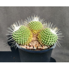 Mammillaria spinosissima cv. un pico 