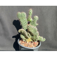 Opuntia fulgida f cristata