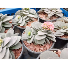 Crassula morgan's beauty