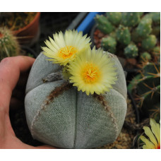 Astrophytum myriostigma v quadricostatum